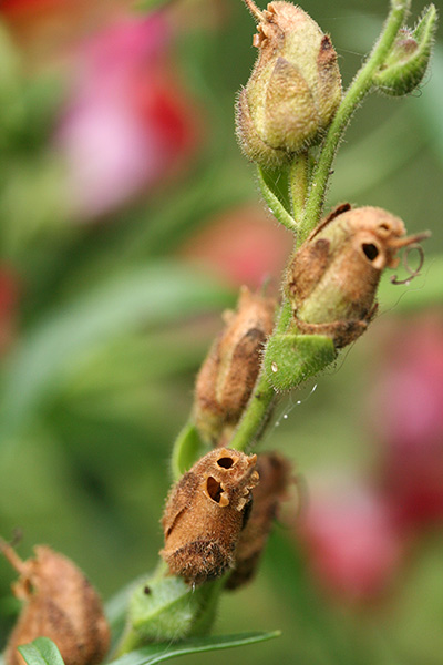 Snapdragon Seed Pod