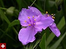 spiderwort