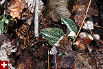 downy rattlesnake plantain